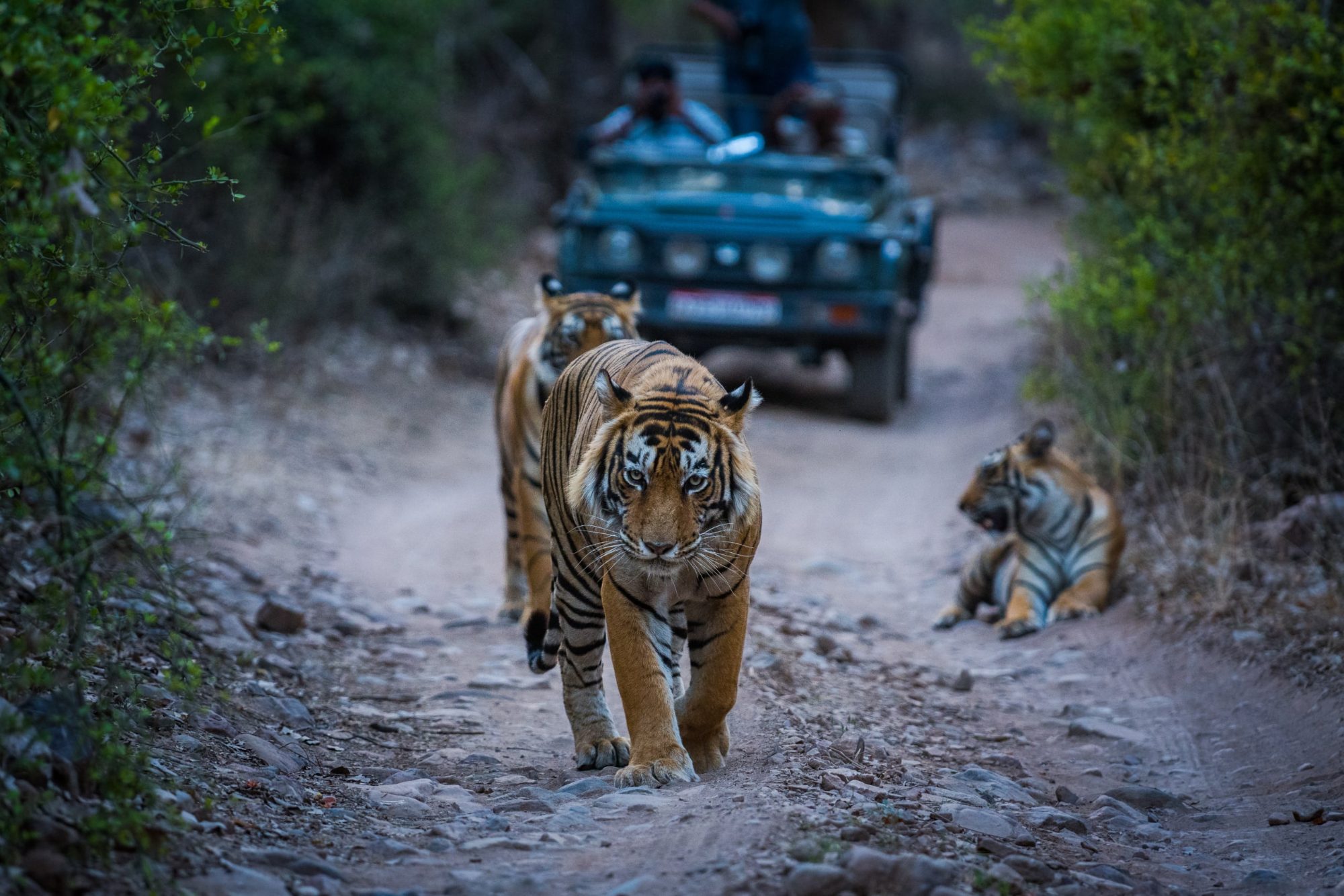 Temples, Tigers & the Taj Mahal: India & All-Inclusive Celebrity Cruise & Tour Package 2027